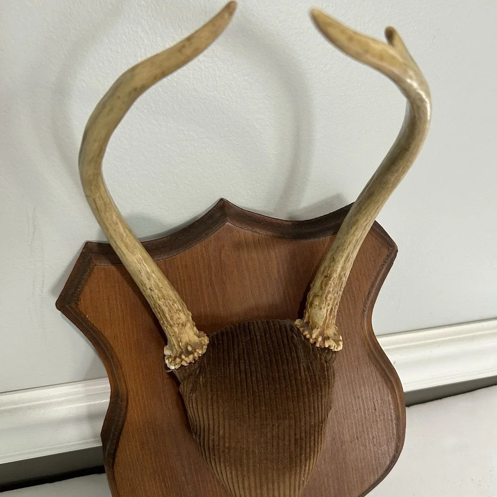 Antler Plaque Mount Taxidermy / Cabin Lodge Man Cave Point Whitetail Deer Real